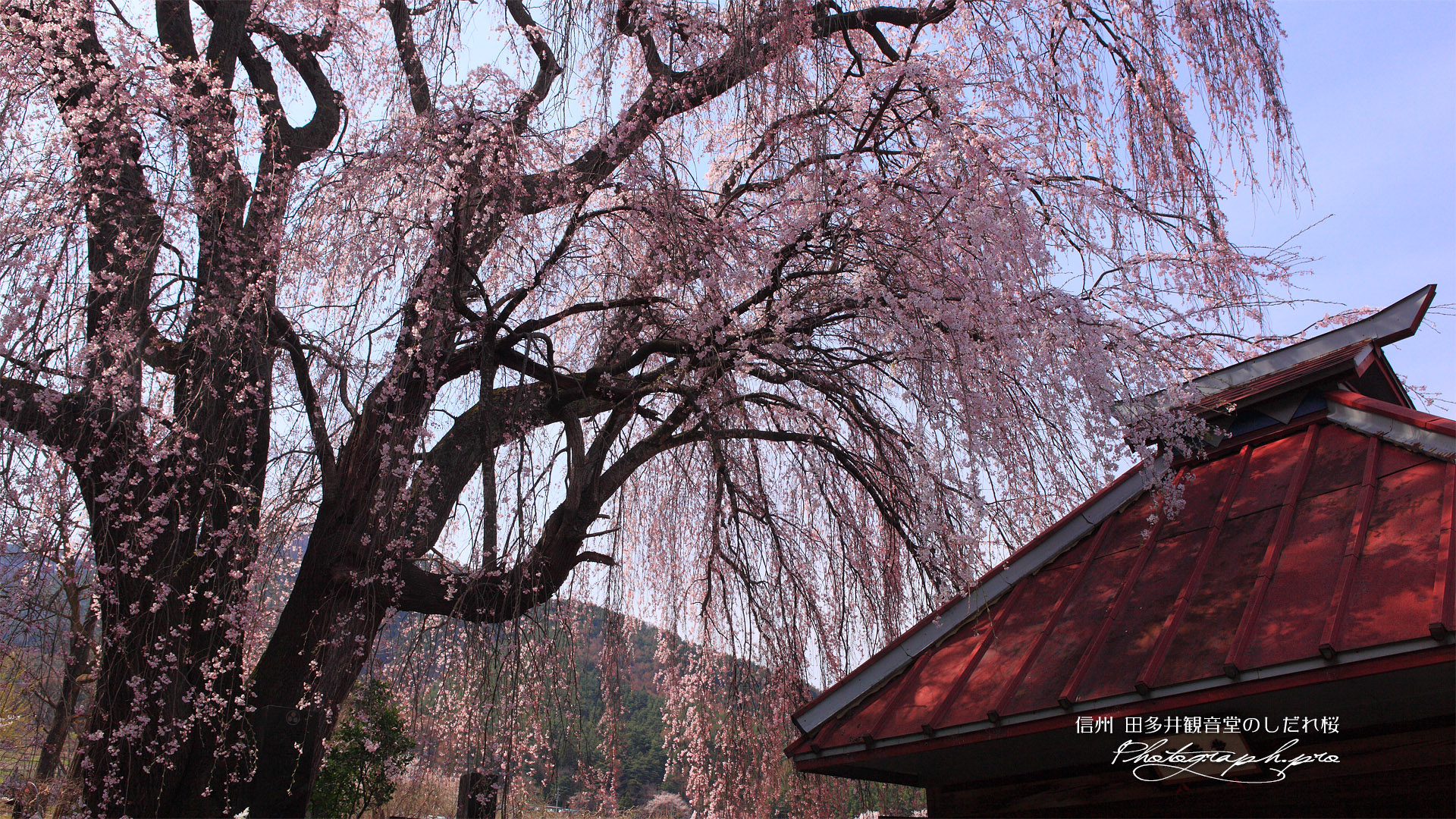 田多井観音堂のしだれ桜