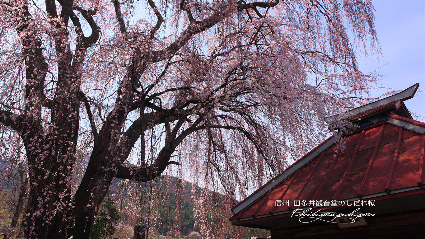 田多井観音堂のしだれ桜 壁紙