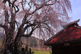 田多井観音堂のしだれ桜