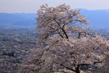 アルプス公園の桜 ソメイヨシノと松本平