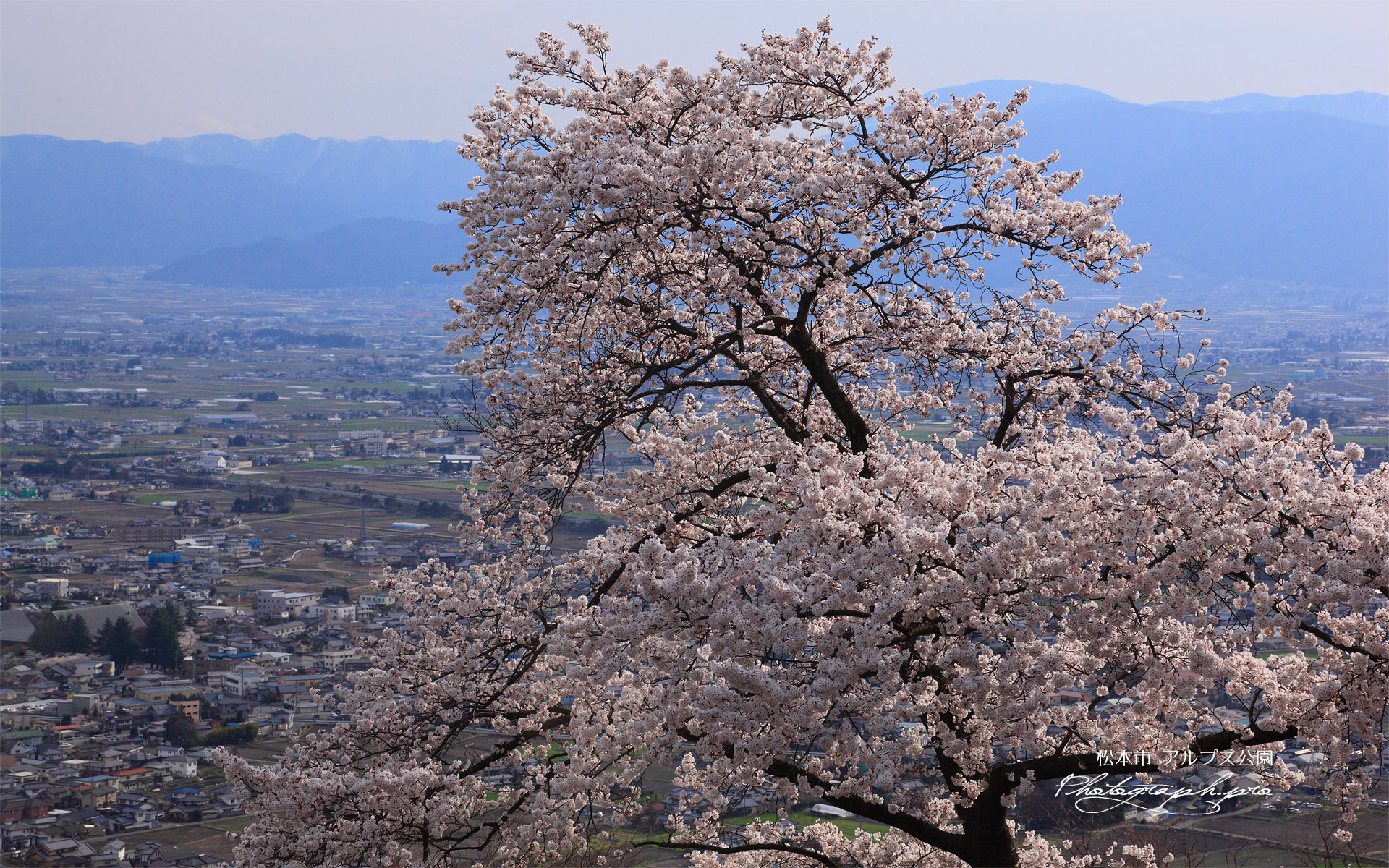 アルプス公園の桜 ソメイヨシノと松本平