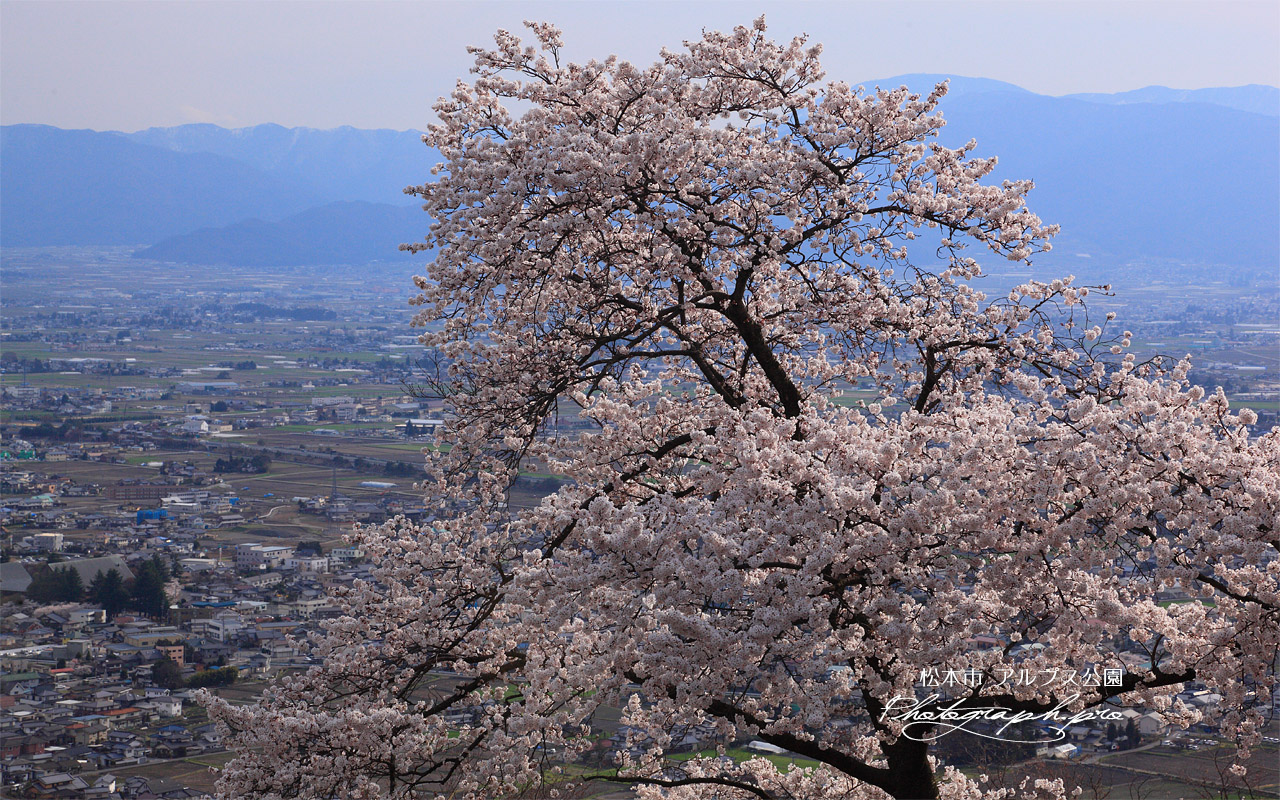 アルプス公園の桜 ソメイヨシノと松本平 壁紙