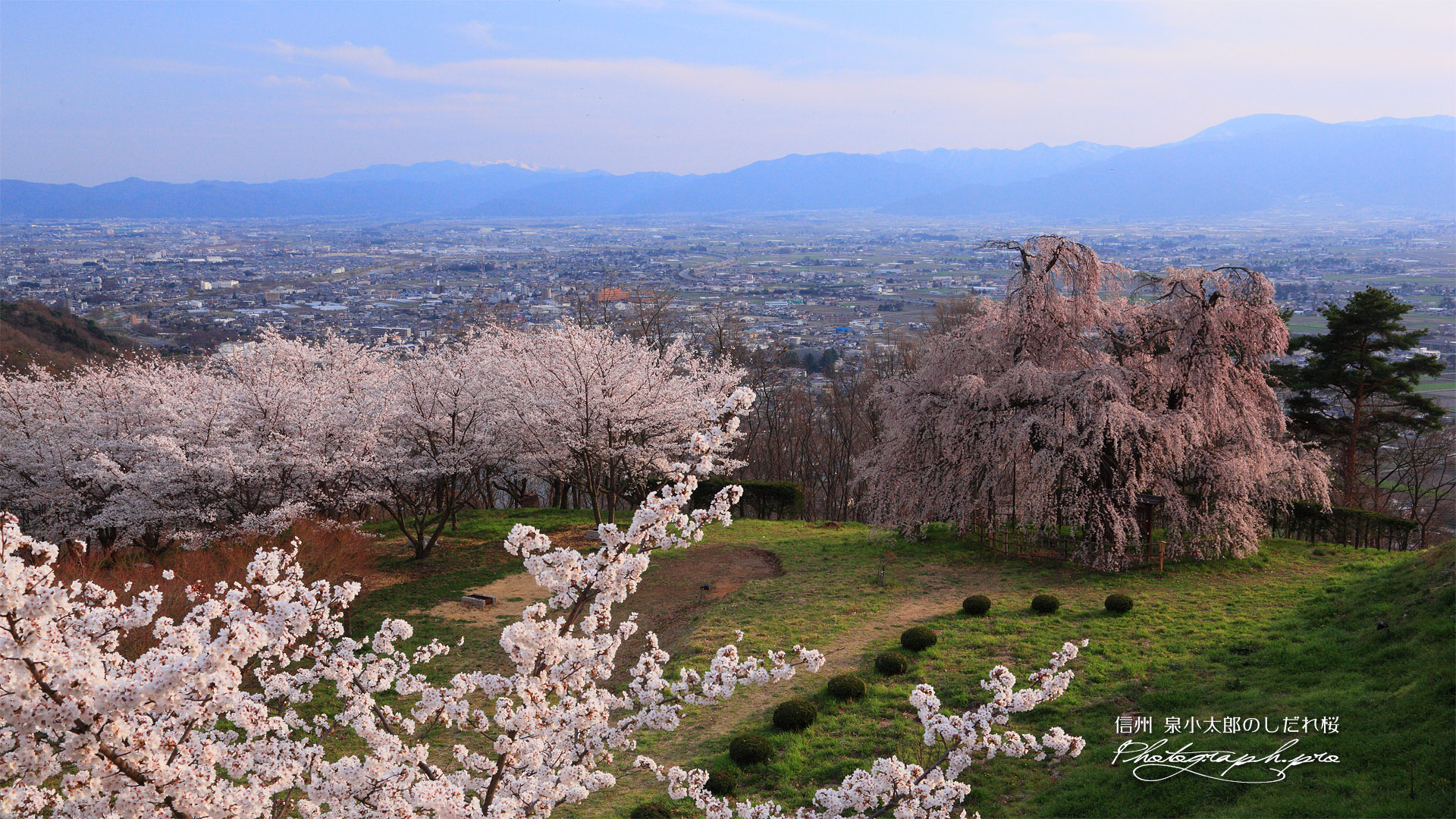 泉小太郎のしだれ桜