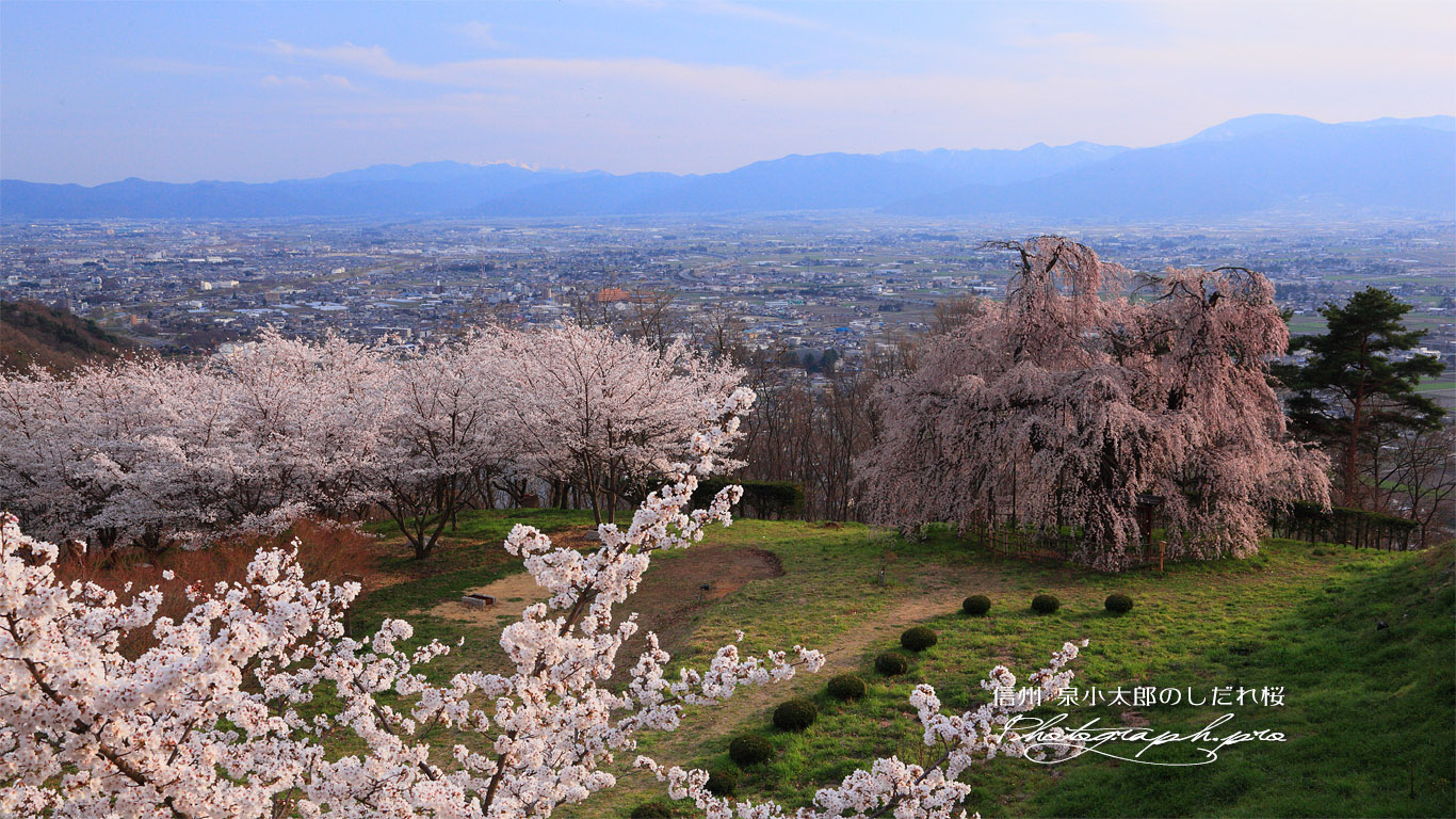 泉小太郎のしだれ桜 壁紙