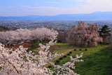 泉小太郎のしだれ桜