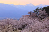 アルプス公園の桜 常念岳
