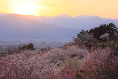 アルプス公園の桜