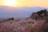 アルプス公園の桜 アーベントロート