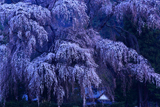 北小倉のしだれ桜