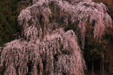 梓川釈迦堂のしだれ桜