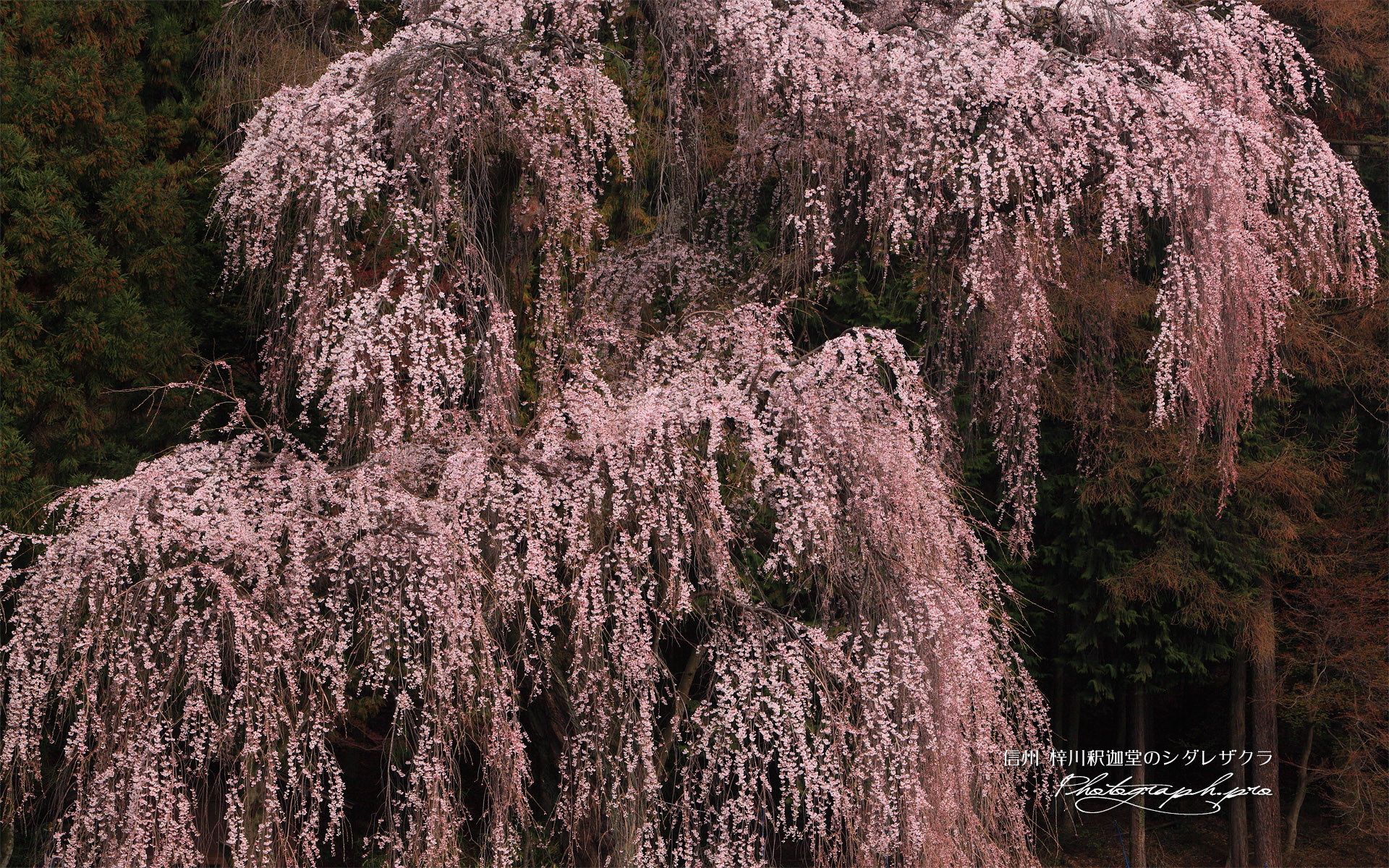 梓川釈迦堂のしだれ桜