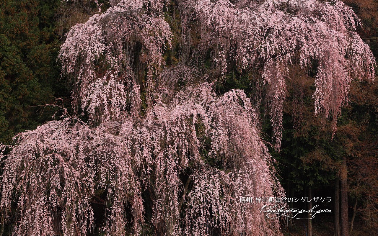 梓川釈迦堂のしだれ桜 壁紙