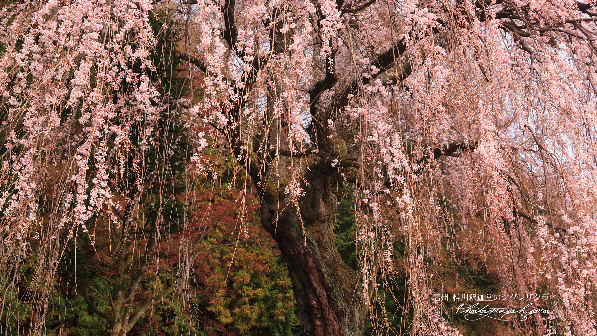梓川釈迦堂の枝垂れ桜