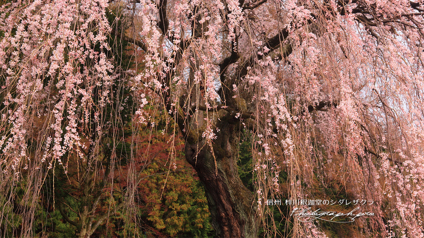 梓川釈迦堂の枝垂れ桜 壁紙