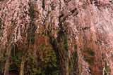 梓川釈迦堂の枝垂れ桜