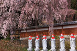 東漸寺の枝垂れ桜