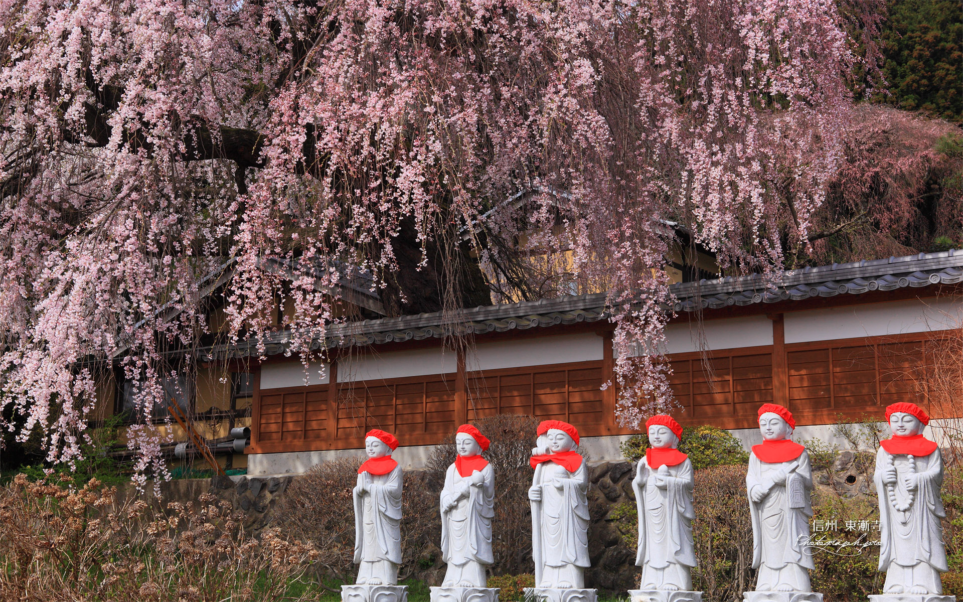 東漸寺の枝垂れ桜