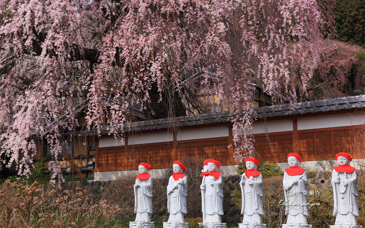 東漸寺の枝垂れ桜 壁紙
