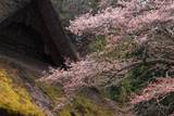 咲きはじめの朝日将軍木曽義仲公手植桜