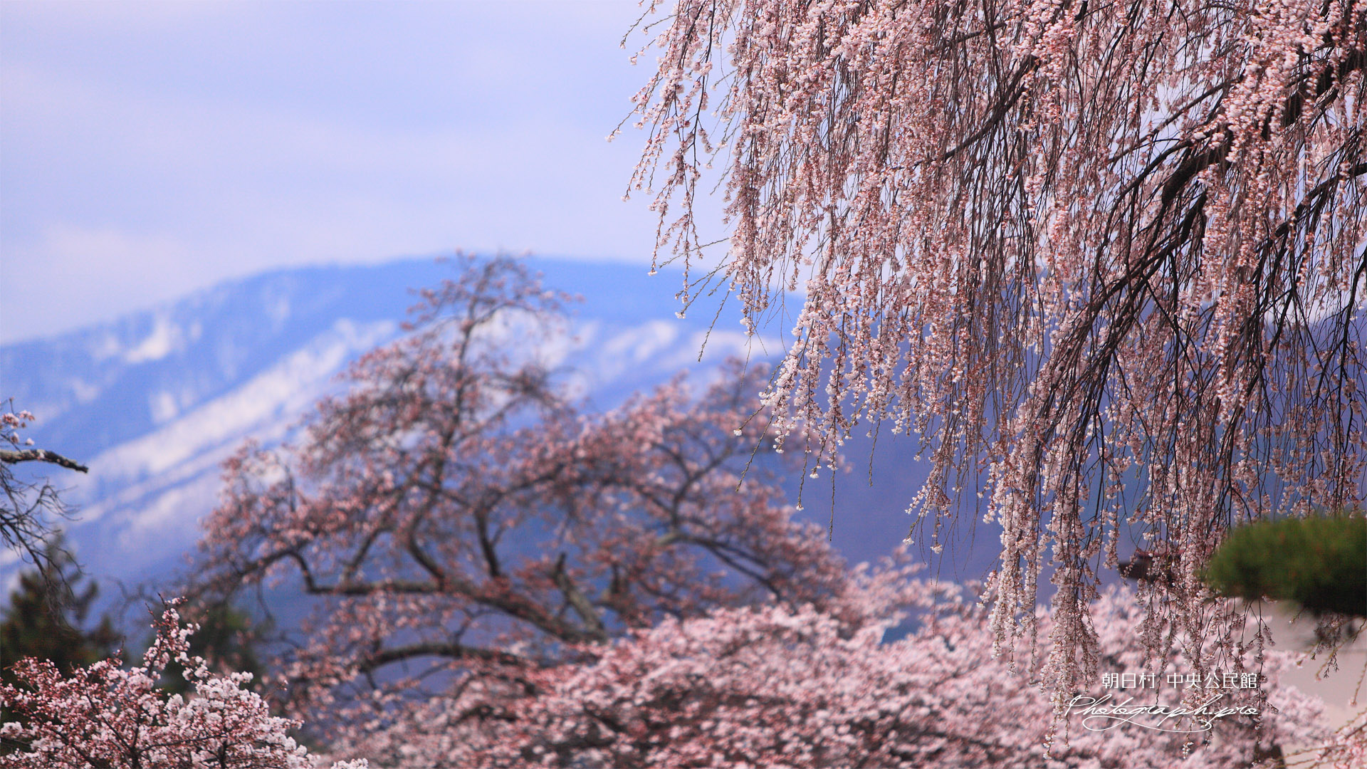 朝日村中央公民館の桜