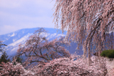 朝日村中央公民館の桜