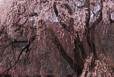 朝日村中央公民館の桜