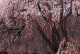 朝日村中央公民館の桜