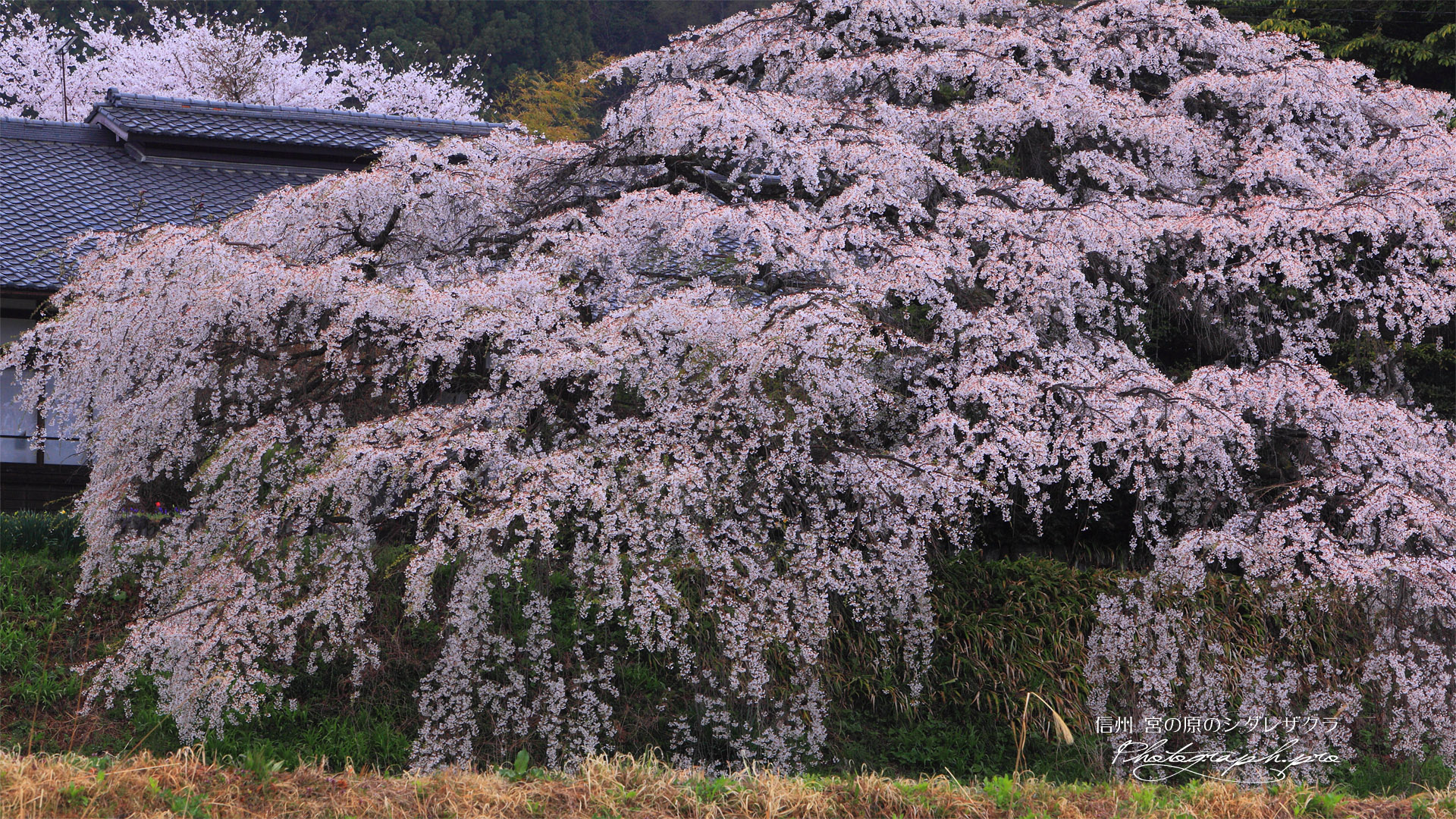 宮の原のしだれ桜