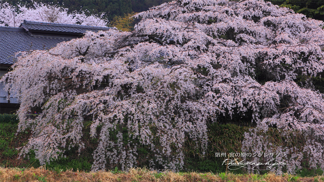 宮の原のしだれ桜 壁紙