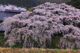 宮の原のしだれ桜