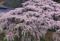 宮の原のシダレザクラ