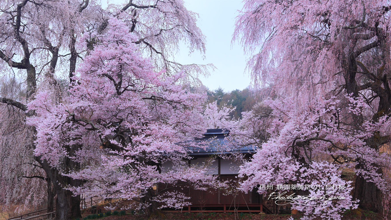 勝間薬師堂のしだれ桜 壁紙
