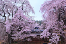 勝間薬師堂のしだれ桜