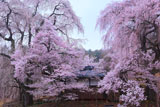 勝間薬師堂のしだれ桜
