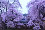 勝間薬師堂の枝垂れ桜