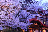 高遠城址公園の桜と高遠閣