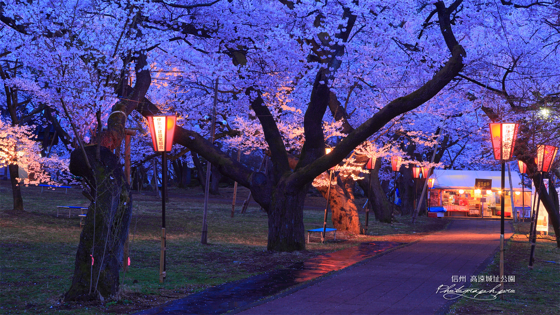 高遠城址公園の桜と二の丸の露店