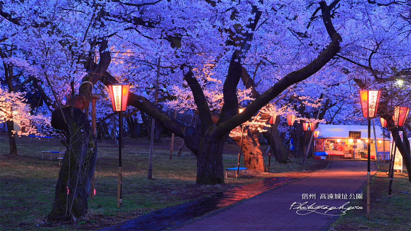 高遠城址公園の桜と二の丸の露店 壁紙