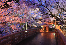 信州伊那の桜