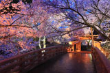 伊那地域の桜