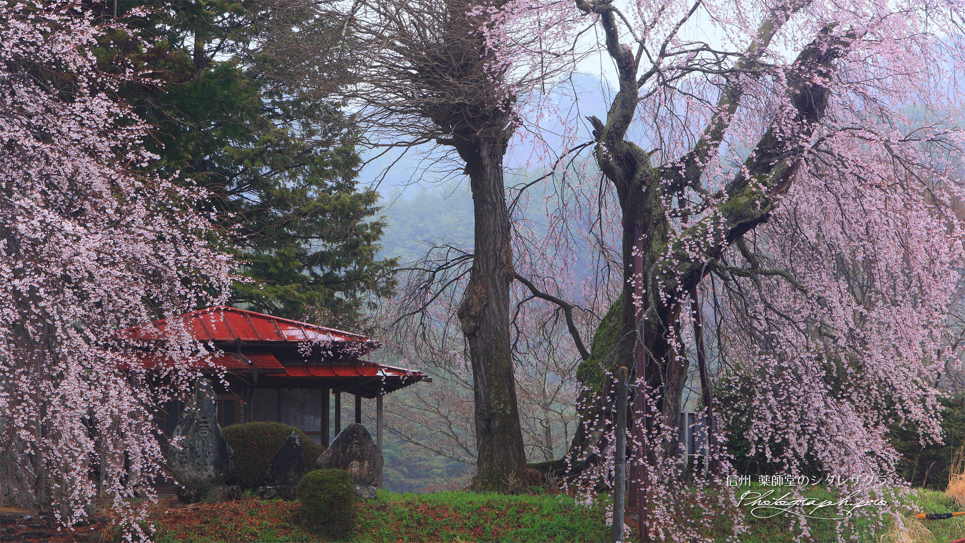 今泉薬師堂のしだれ桜