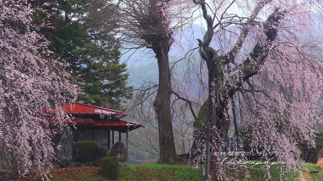 今泉薬師堂のしだれ桜 壁紙