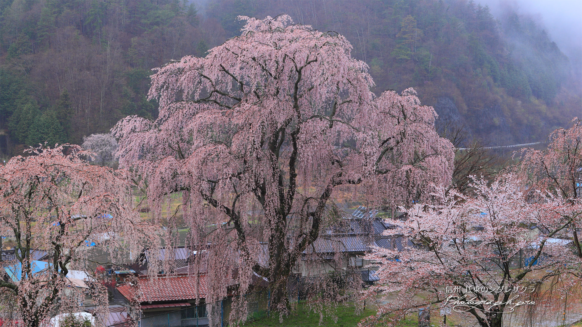 氏乗のしだれ桜と分校の跡