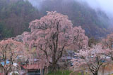氏乗のしだれ桜と分校の跡