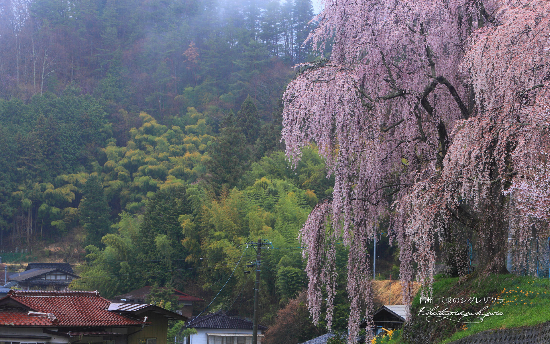 氏乗の枝垂れ桜