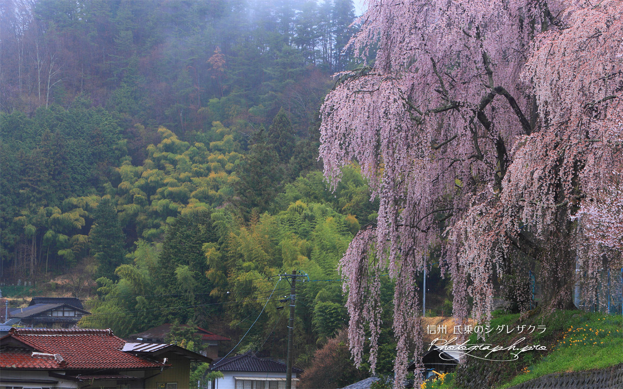 氏乗の枝垂れ桜 壁紙