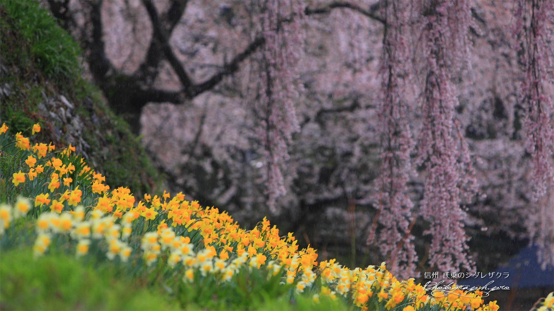 水仙と氏乗のしだれ桜