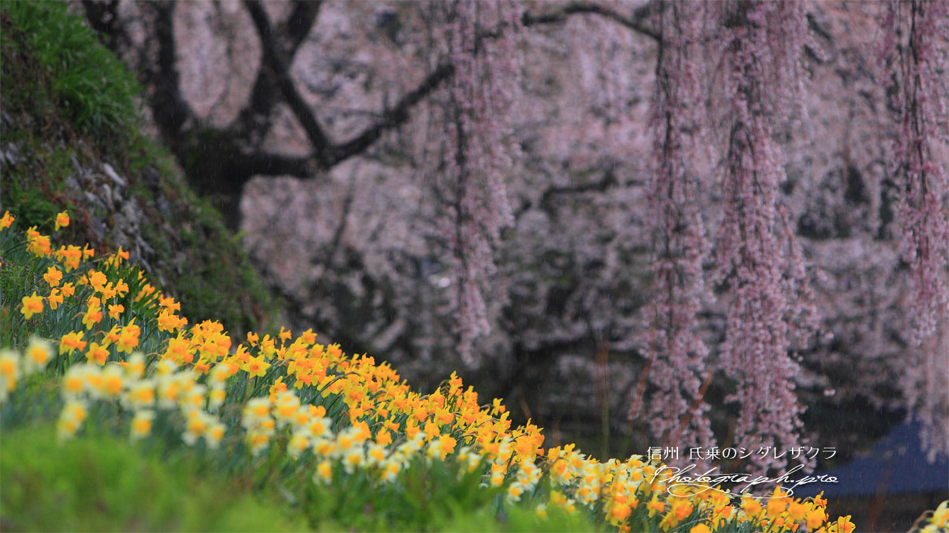 水仙と氏乗のしだれ桜 壁紙