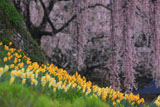 水仙と氏乗のしだれ桜