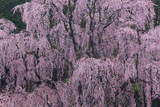 氏乗の枝垂桜